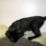 Savannah F-6B Male, Black on Black, DOB 4-9-16