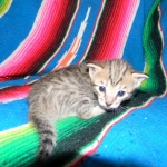 Savannah, F-6B, BST, Female, dob 4-9-16