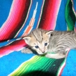 Savannah, F-6B, BST, Female, dob 4-9-16