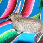 Savannah, F-6B, BST, Female, dob 4-9-16