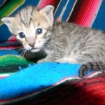 Savannah, F-6B, BST, Female, dob 4-9-16