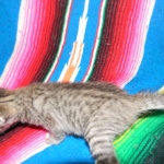 Savannah, F-6B, BST, Female, dob 4-9-16