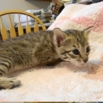 Savannah, F-6B, BST, Female, dob 4-9-16