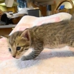 Savannah, F-6B, BST, Female, dob 4-9-16