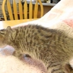 Savannah, F-6B, BST, Female, dob 4-9-16