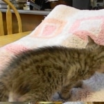 Savannah, F-6B, BST, Female, dob 4-9-16