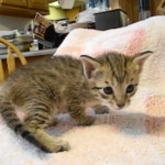 Savannah, F-6B, BST, Female, dob 4-9-16