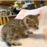 Savannah, F-6B, BST, Female, dob 4-9-16