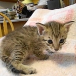 Savannah, F-6B, BST, Female, dob 4-9-16