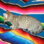 Savannah, F-6B, BST, Female, dob 4-9-16