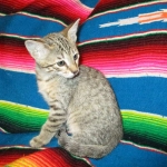 Savannah, F-6B, BST, Female, dob 4-9-16