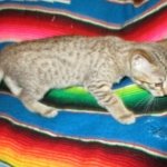 Savannah, F-6B, BST, Female, dob 4-9-16