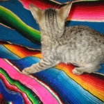 Savannah, F-6B, BST, Female, dob 4-9-16