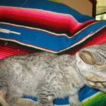 Savannah, F-6B, BST, Female, dob 4-9-16