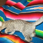 Savannah, F-6B, BST, Female, dob 4-9-16