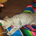 Savannah, F-6B, BST, Female, dob 4-9-16