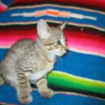 Savannah, F-6B, BST, Female, dob 4-9-16