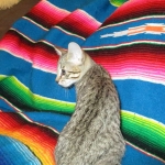 Savannah, F-6B, BST, Female, dob 4-9-16