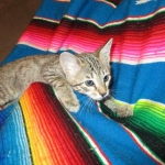 Savannah, F-6B, BST, Female, dob 4-9-16