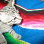 Savannah, F-6B, BST, Female, dob 4-9-16