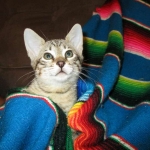 Savannah, F-6B, BST, Female, dob 4-9-16