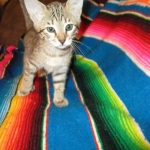 Savannah, F-6B, BST, Female, dob 4-9-16