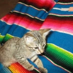 Savannah, F-6B, BST, Female, dob 4-9-16