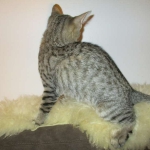 Violet Savannah, F-6B, BST, Female, dob 4-9-16