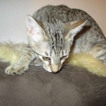 Violet Savannah, F-6B, BST, Female, dob 4-9-16