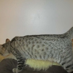 Violet Savannah, F-6B, BST, Female, dob 4-9-16