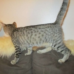 Violet Savannah, F-6B, BST, Female, dob 4-9-16