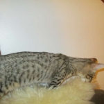 Violet Savannah, F-6B, BST, Female, dob 4-9-16