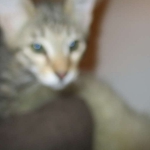 Violet Savannah, F-6B, BST, Female, dob 4-9-16