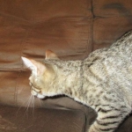 Violet Savannah, F-6B, BST, Female, dob 4-9-16