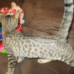 Violet Savannah, F-6B, BST, Female, dob 4-9-16