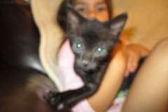 Ozzy Savannah F-2B Black on Black Male DOB 4-5-16