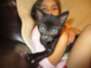 Ozzy Savannah F-2B Black on Black Male DOB 4-5-16