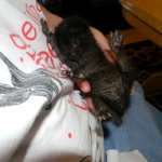 Savannah, F-2B Black on Black Male DOB 4-5-16