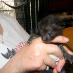 Savannah, F-2B Black on Black Male DOB 4-5-16