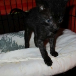 Savannah, F-2B Black on Black Male DOB 4-5-16