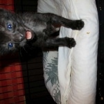 Savannah, F-2B Black on Black Male DOB 4-5-16