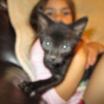 Savannah, F-2B Black on Black Male DOB 4-5-16