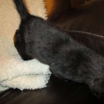 Savannah, F-2B Black on Black Male DOB 4-5-16