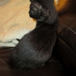 Savannah, F-2B Black on Black Male DOB 4-5-16