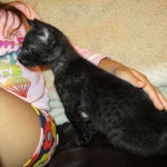 Savannah, F-2B Black on Black Male DOB 4-5-16