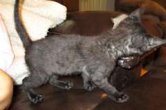 Cleo Savannah F-2B female Black on Black DOB 4-5-16