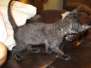 Cleo Savannah F-2B female Black on Black DOB 4-5-16
