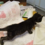 F-2B Savannah, female Mel 4-5-16