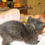 F-2B Savannah, female Mel 4-5-16