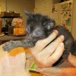 F-2B Savannah, female Mel 4-5-16